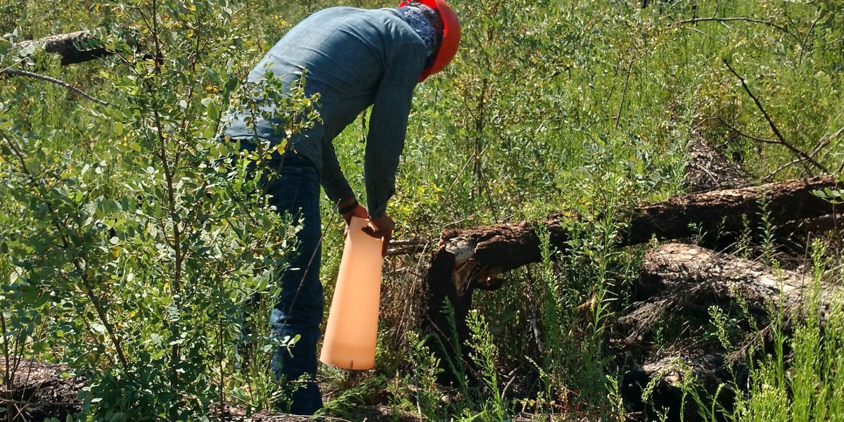 Home gardening (spring) — planting seedlings