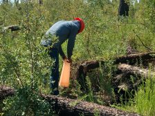 Home gardening (spring) — planting seedlings