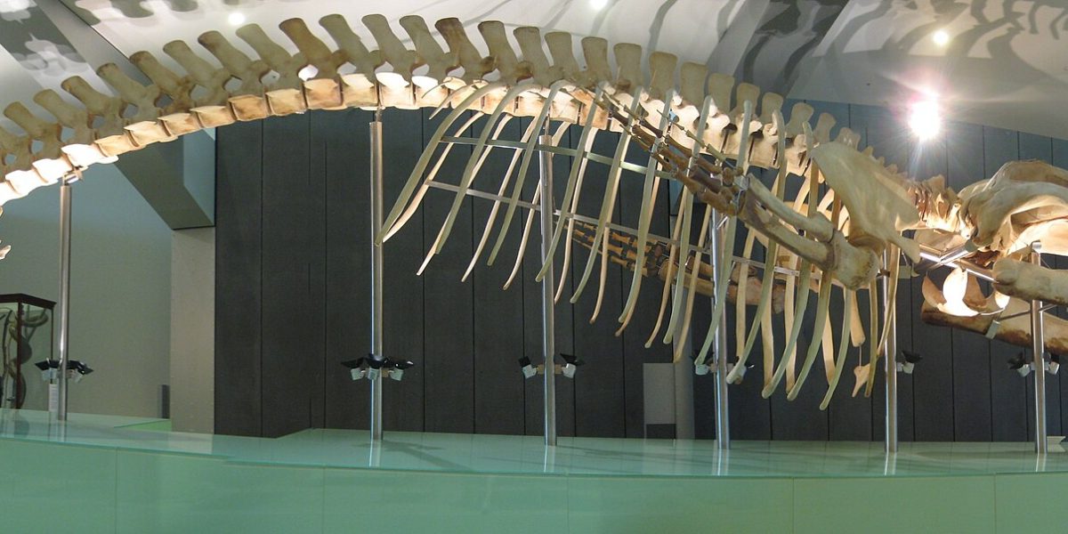Pygmy blue whale