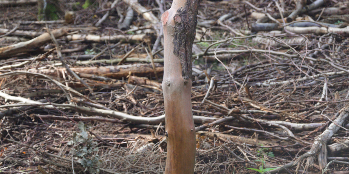 Wild deer management — deer hunting