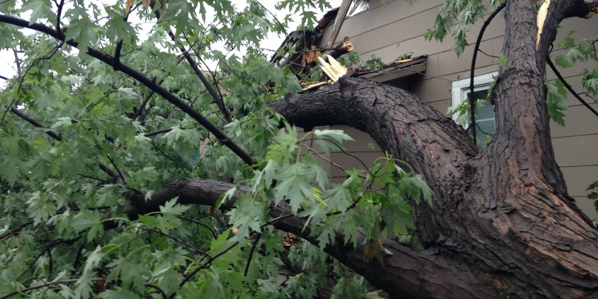 Tree fall incidents — tree damage