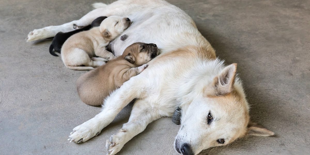 Puppy sales — puppies