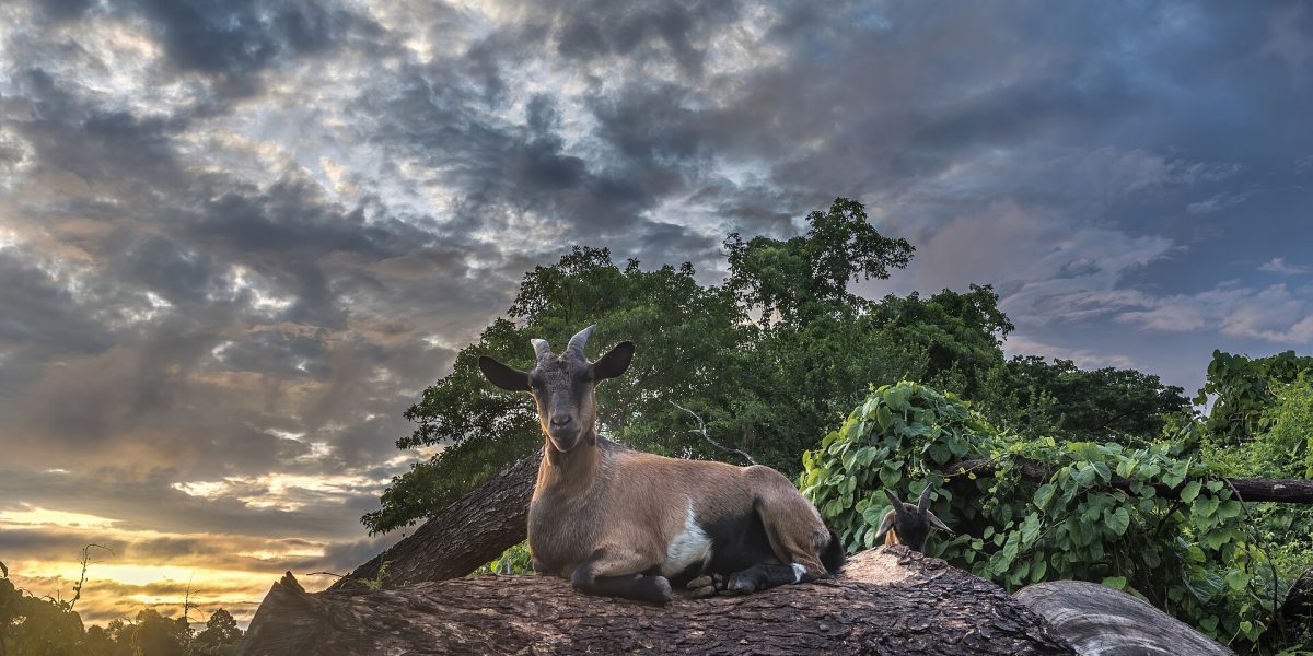 Wild goat hunting — wild goat