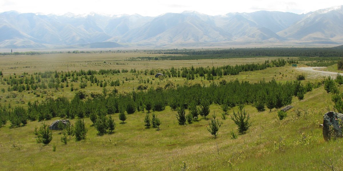 Wilding pine control — wilding pines New Zealand