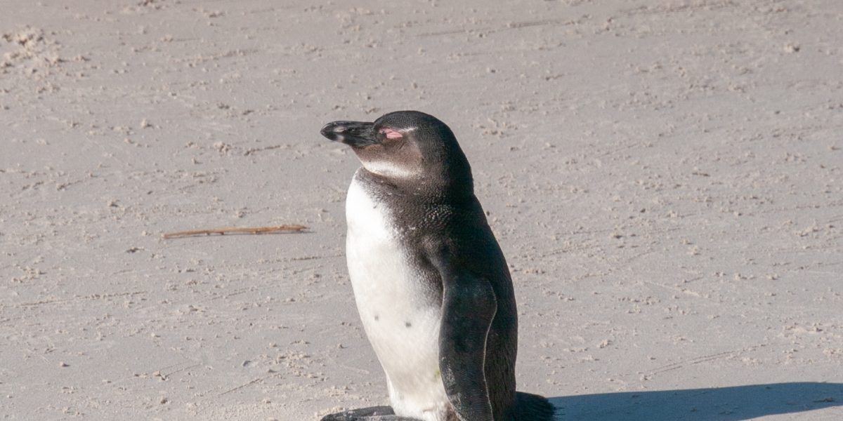 Wildlife bird flu outbreaks — penguin