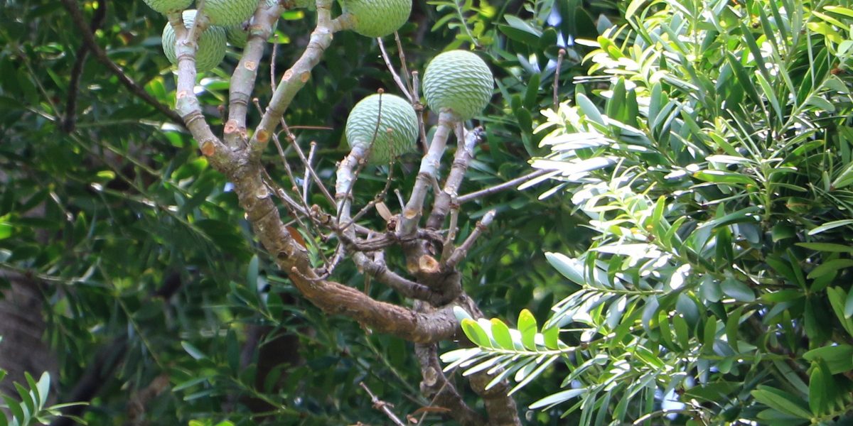 Tree disease outbreaks — kauri