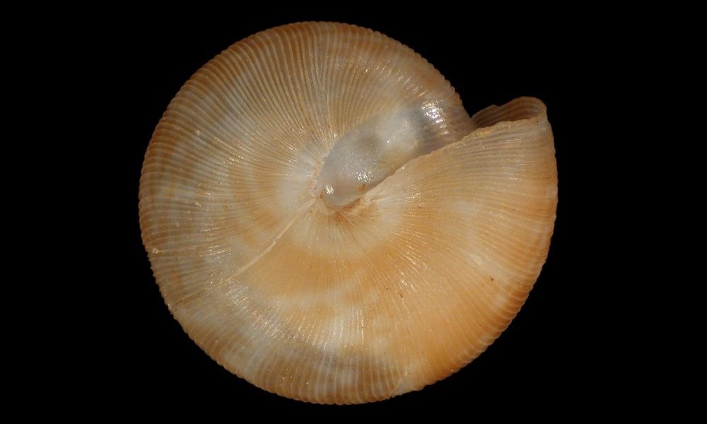 Wairarapa
