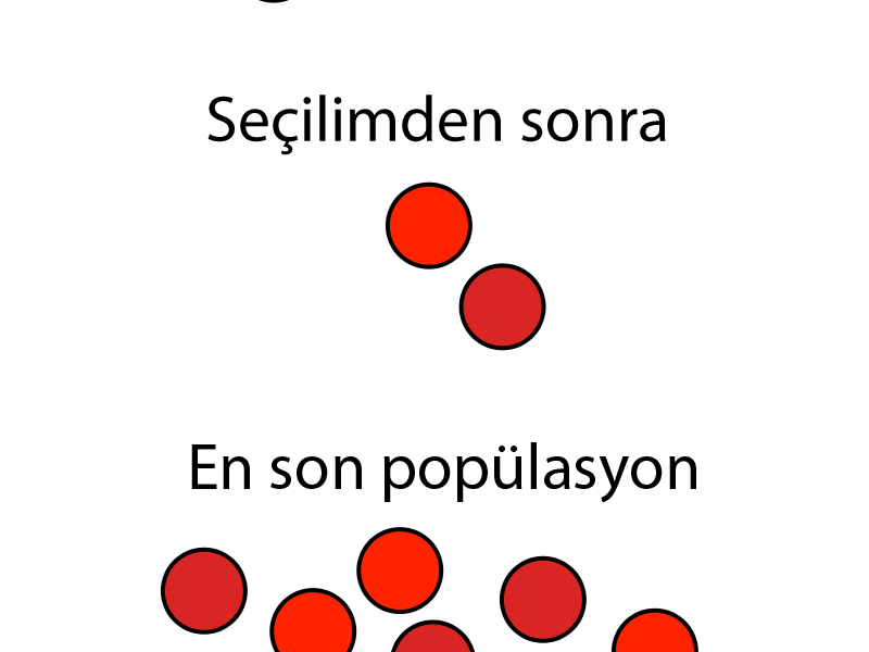 Antibiotic resistance — antibiotic resistance