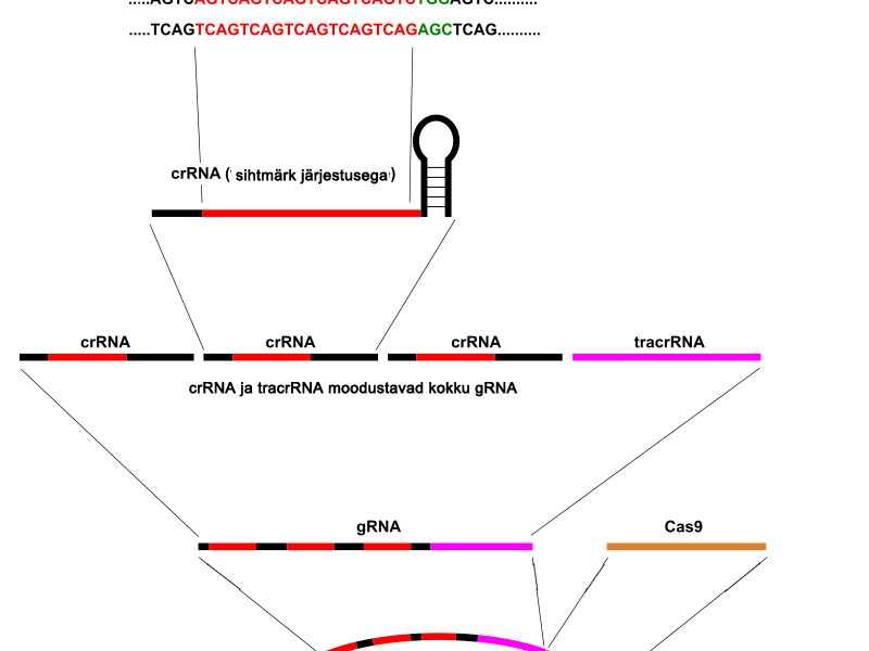 Gene-edited animals — CRISPR