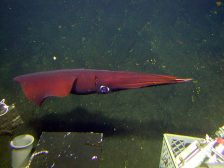 Deep-sea expeditions — deep sea expedition