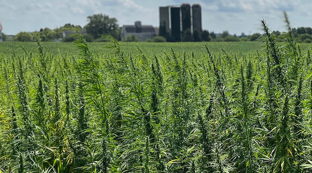 Hemp industry — hemp field