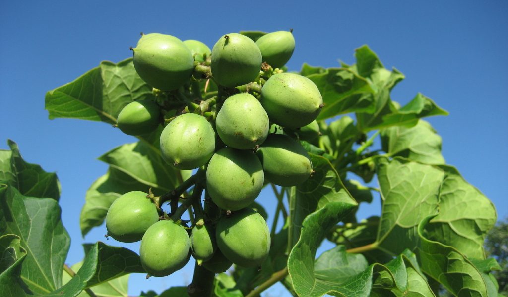 Biofuel production — biofuel plant