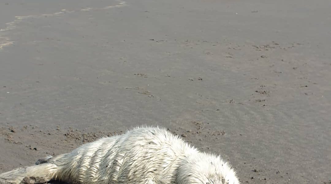 Seal rescues and relocations — seal rescue