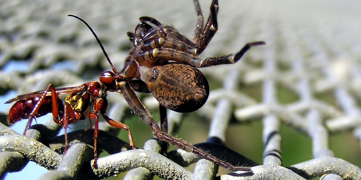 Spider bite emergencies — spider