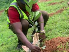 Carbon forestry — tree planting